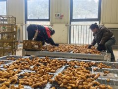 贵州本土企业初次自从出口生姜大蒜到中东市场